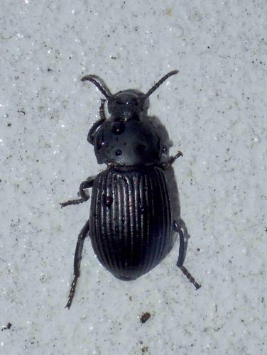 Heterotarsus sp.